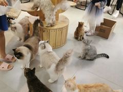 -Heymao猫咖.咖啡厅(东门店)