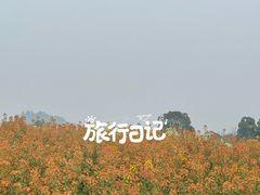 -径山花海