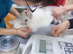 -康成宠物医院24H·CT·核磁共振