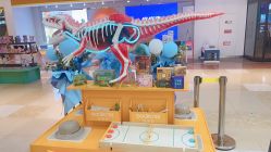 -菠萝树益智玩具体验馆(同成街华联店)