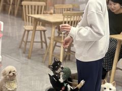 -柴犬小屋·柴餐厅·狗咖食堂(金鼎广场店)