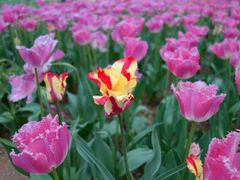 android_upload_pic-洛阳郁金香牡丹园