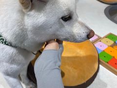-柴务处·柴犬主题狗咖