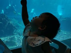 -海棠湾洲际-涛·海底餐厅·美人鱼·自助餐·海底隧道
