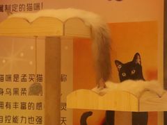 -猫咪博物馆(顶澳仔猫街店)