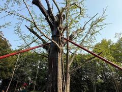 -上海佘山国家森林公园天马山园