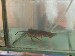-蓝湾碧波·老字号·疍家非遗海上餐厅