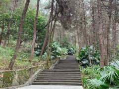 -铁山坪森林公园