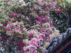 -深圳国际园林花卉博览园