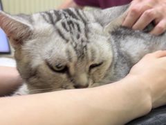 -瑞鹏宠物医院·骨科·猫科·内科(第一中心)