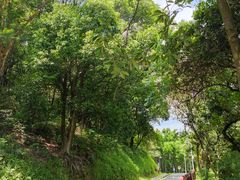 -黄埔油麻山森林公园