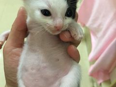 -瑞鹏宠物医院·骨科·猫科·内科(第一中心)