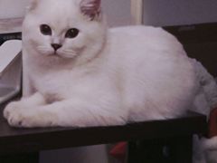 -欣宠猫屋·矮脚拿破仑·蓝金金渐层