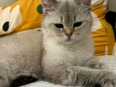 -瑞派伍一宠物医院·眼科·骨科·猫科转诊中心(马王堆院)