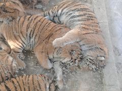 -栾川竹海野生动物园