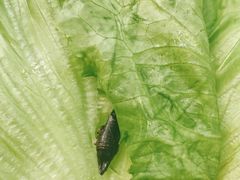 -佬土鹅肠火锅(扬中步行街店)