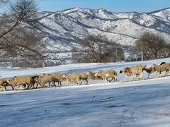 -塞罕坝国家级自然保护区