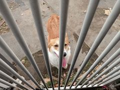 -浣熊柯尔鸭土拨鼠·电玩咖