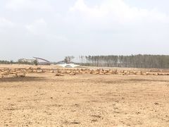 -盐城丹顶鹤湿地生态旅游区