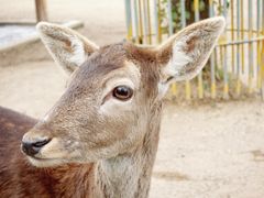 -苏州太湖西山岛开心农场