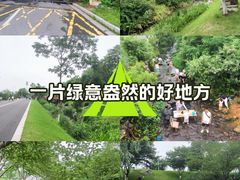 -羊山湖公园