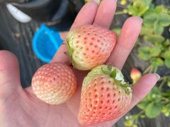 -田趣农庄草莓采摘园