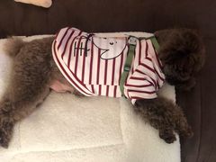 -Oh My Dog宠物沙龙(伊珊娜皮毛护理店)