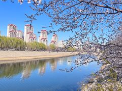 -桃花堤公园