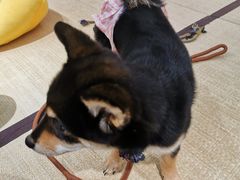 -逗柴咖啡屋·狗咖猫咖宠物桌游