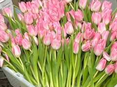 -循礼门鲜花花市(武汉循礼门店)