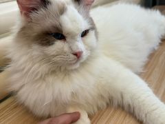 -平行世界·猫咖(首经贸店)