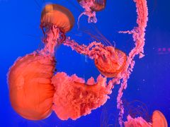 -太平洋海底世界