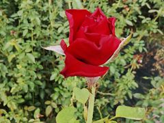 -亚龙湾国际玫瑰谷