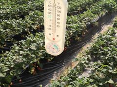 -大自然农场蔬菜草莓采摘园