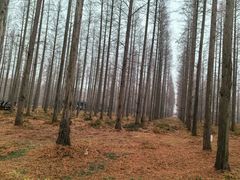 -黄海国家森林公园