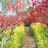 踏春，看歌乐山的桃花朵朵开