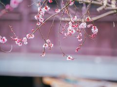 -艺圃