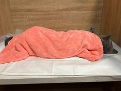 -恒幸动物医院·急重症转诊中心·神经内外科·CT核磁