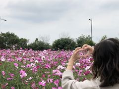 -田园东方蜜桃村的田野营地