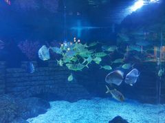 -烟台海昌鲸鲨海洋公园