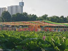 -莲花池公园