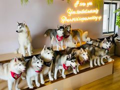 -Husky Go! 哈士奇体验馆·宠物咖啡厅狗咖