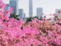 -莲花山公园