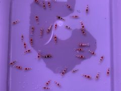 -华声天桥民俗文化园