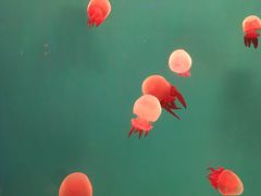 -多彩贵州城极地海洋世界