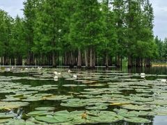 -白鹭湾湿地公园