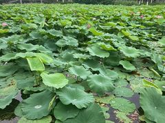 -范蠡湖公园