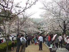 -武汉大学-樱园