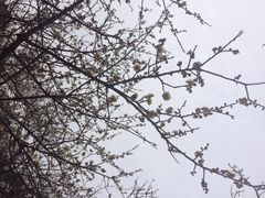 iphone_upload_pic-香雪海