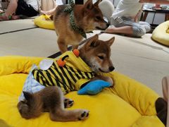 -逗柴咖啡屋·狗咖猫咖宠物桌游